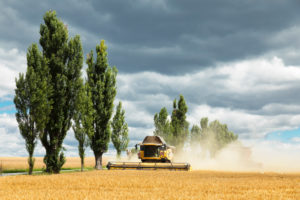 Harvester at the grain harvest, Saxony, Germany, Harvester at the grain harvest, Saxony, Germany,